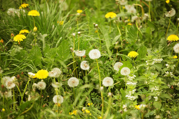 dandelion flowers with leaves in green grass