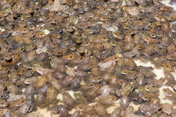 Little bullfrog in nursery pond
