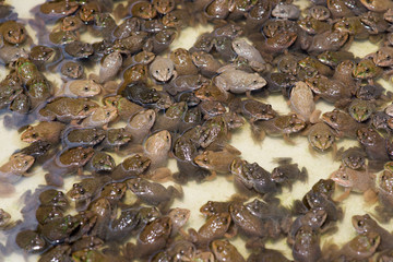 Little bullfrog in nursery pond