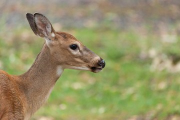 Obraz premium Young Whitetail Deer