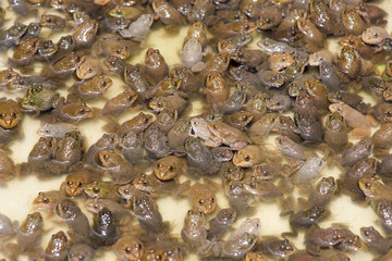 Little bullfrog in nursery pond