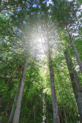 Naklejka premium 森に射し込む日差し