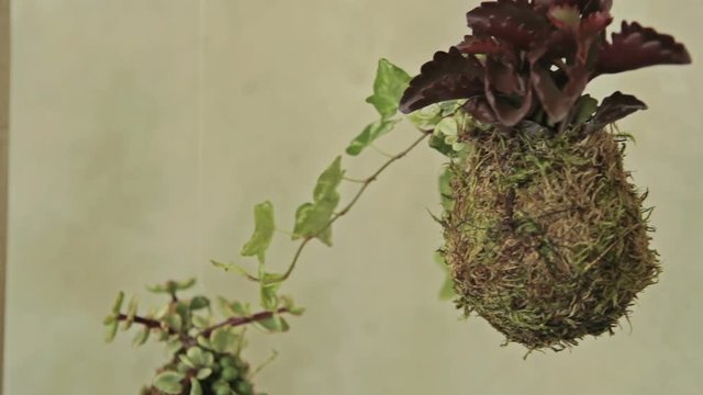 Decorative green shrub in form of ball, decor