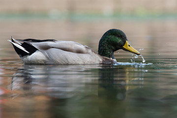 Mallard, Duck, Anas platyrhynchos
