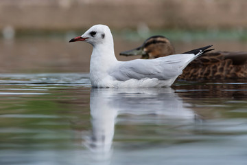 Black-headed Gull, Chroicocephalus ridibundus