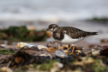 Ruddy Turnstone, Turnstone , Arenaria interpres