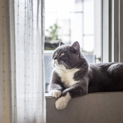 The gray cat lying on the windowsill