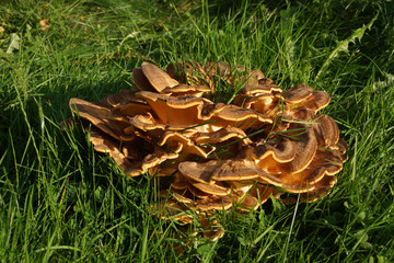 Trametes versicolor, Schmetterlings-Tramete, 60 Zentimeter im Durchmesser