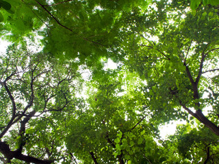 Sunlight sifting through the trees