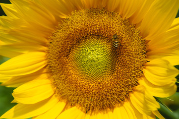 Sunflower and bee closeup background and texture
