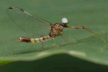 Mayfly in Southeast Asia.