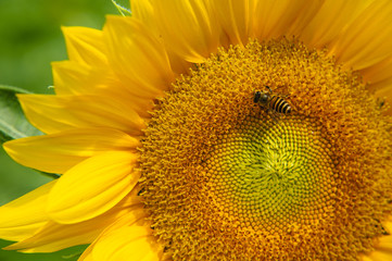 Sunflower and bee closeup background and texture
