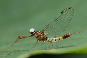 Mayfly in Southeast Asia.