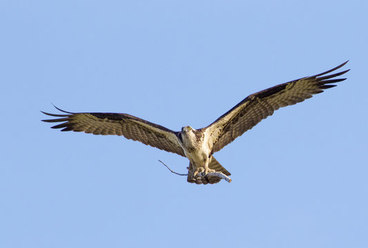 osprey flying to the nest