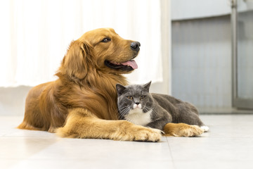 British Shorthair cat and golden retriever