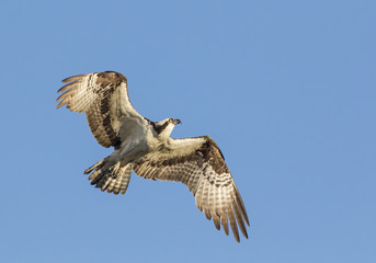 Flying osprey - Colorado