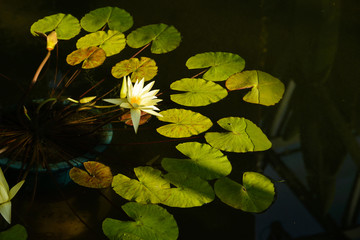 White Water Lily