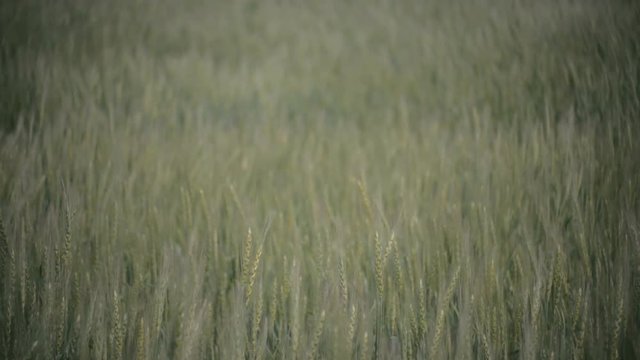 Green wheat field in the wind background