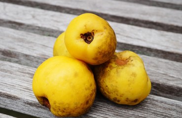 Yellow fruit of the flowering quince (chaenomeles)