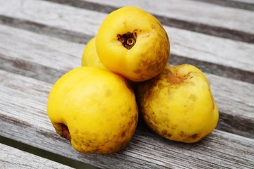 Yellow fruit of the flowering quince (chaenomeles)