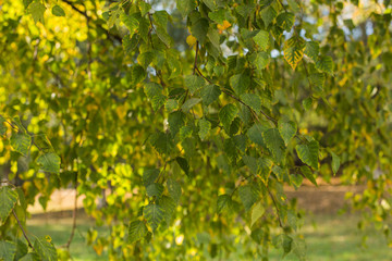 Autumn leaves of birch.