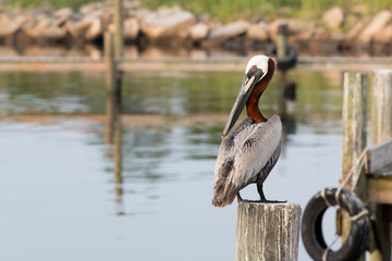 Brown pelican on a post next to a pier.