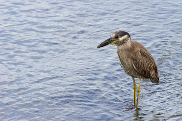 A night heron walking in shallow water near the shore.