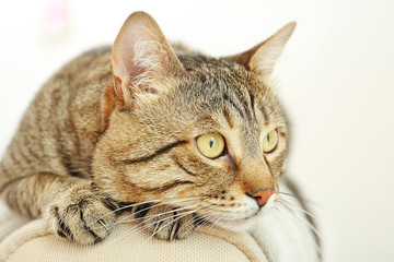 Portrait of grey tabby cat isolated on white