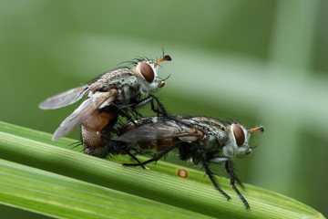 House Fly in Southeast Asia.