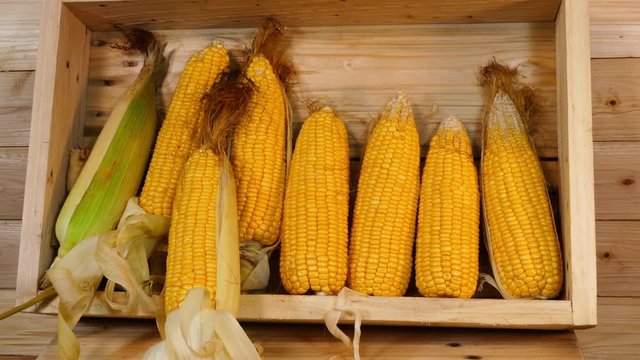 fresh corn from farm gardener harvest sweet corn from his farm sweet corn is a crop that lends itself well to small-scale and part-time farming operations. Initial investment is relatively low, 