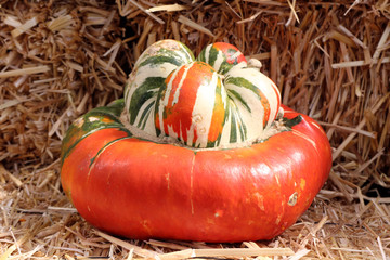 turban pumpkin squash