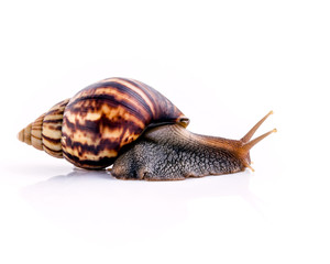 Close up of vanilla snail isolate on white background with refle