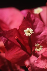 Closeup on Bougainvillea flower