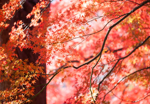 Beautiful colorful of autumn leaves in forest