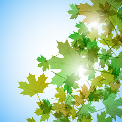 Fototapeta na wymiar Illustration autumn motif. Maple leaves. Vector background