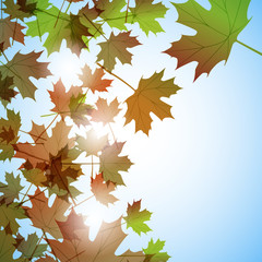 Illustration autumn motif. Maple leaves. Vector background