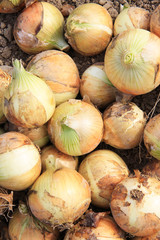 淡路島のタマネギ