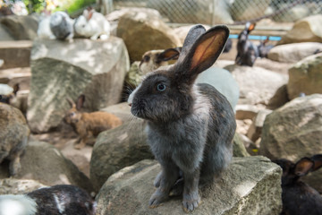 Little rabbit on rock