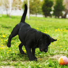 Playful black dog Labrador puppy playing with a ball in the summ