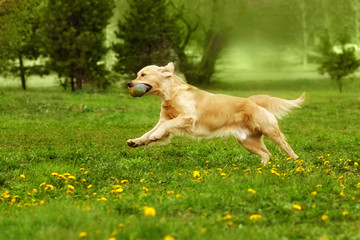 dog Golden Retriever playing in the Park