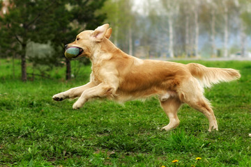 dog Golden Retriever playing in the Park