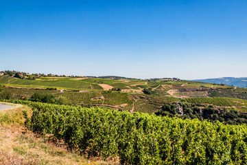 Fototapeta premium Champs de vignes dans la vallée du Rhône