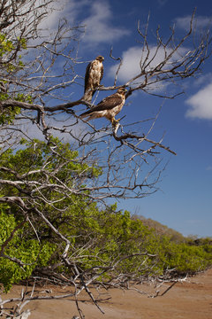 Galapagos hawks at Espumilla beach,Santiago Island, Galapagos Islands, Ecuador