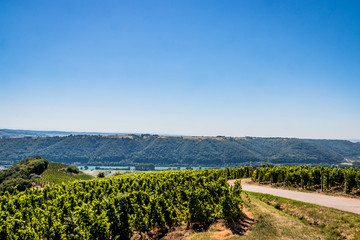 Fototapeta na wymiar Champs de vignes dans la vallée du Rhône