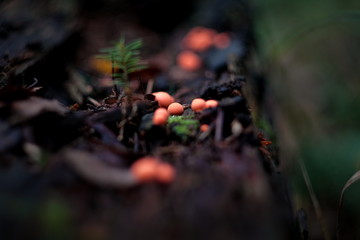 lycogala epidendrum
