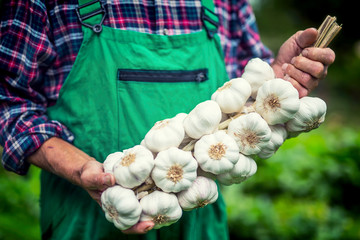 Garlic. Farmer in the garden holding bunch of garlic.