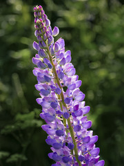 Blue Lupin (Lupinus angustifolius)