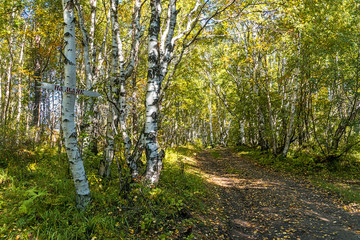 Road in the autumn birch forest