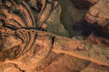 Dinosaur fossil,Skeleton of dinosaur fossil,Old dinosaur fossil,Dinosaur Fossil in rock and sand