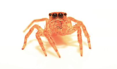 jumping spider.